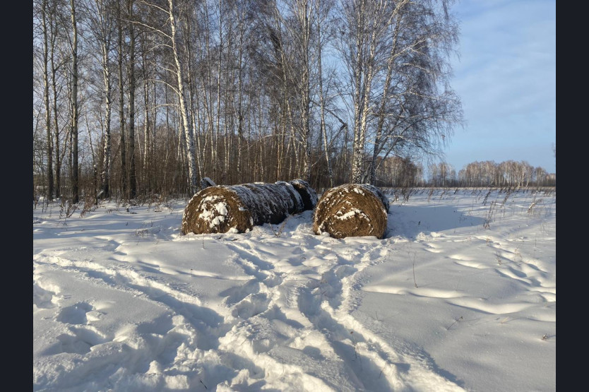 Охотоведы Новосибирской области приготовили корм на зиму для диких животных