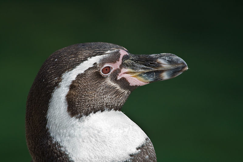 humboldt penguin1