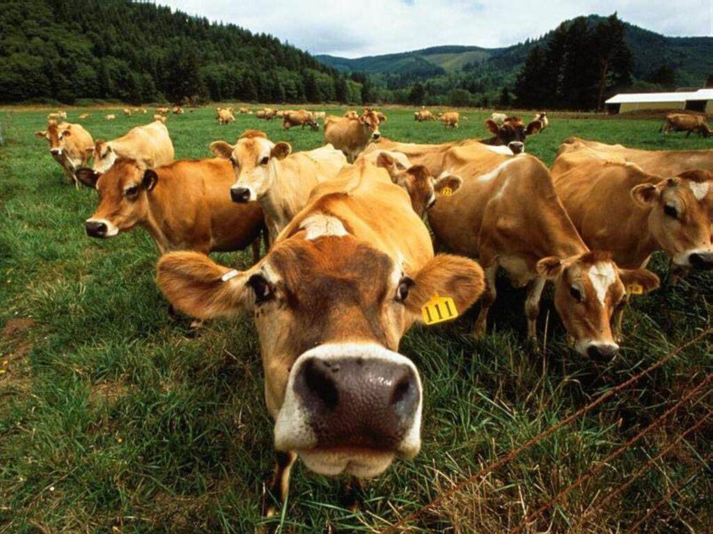 Минсельхоз НСО ищет способы развития в регионе мясного скотоводства