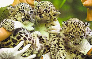 leopards afp 