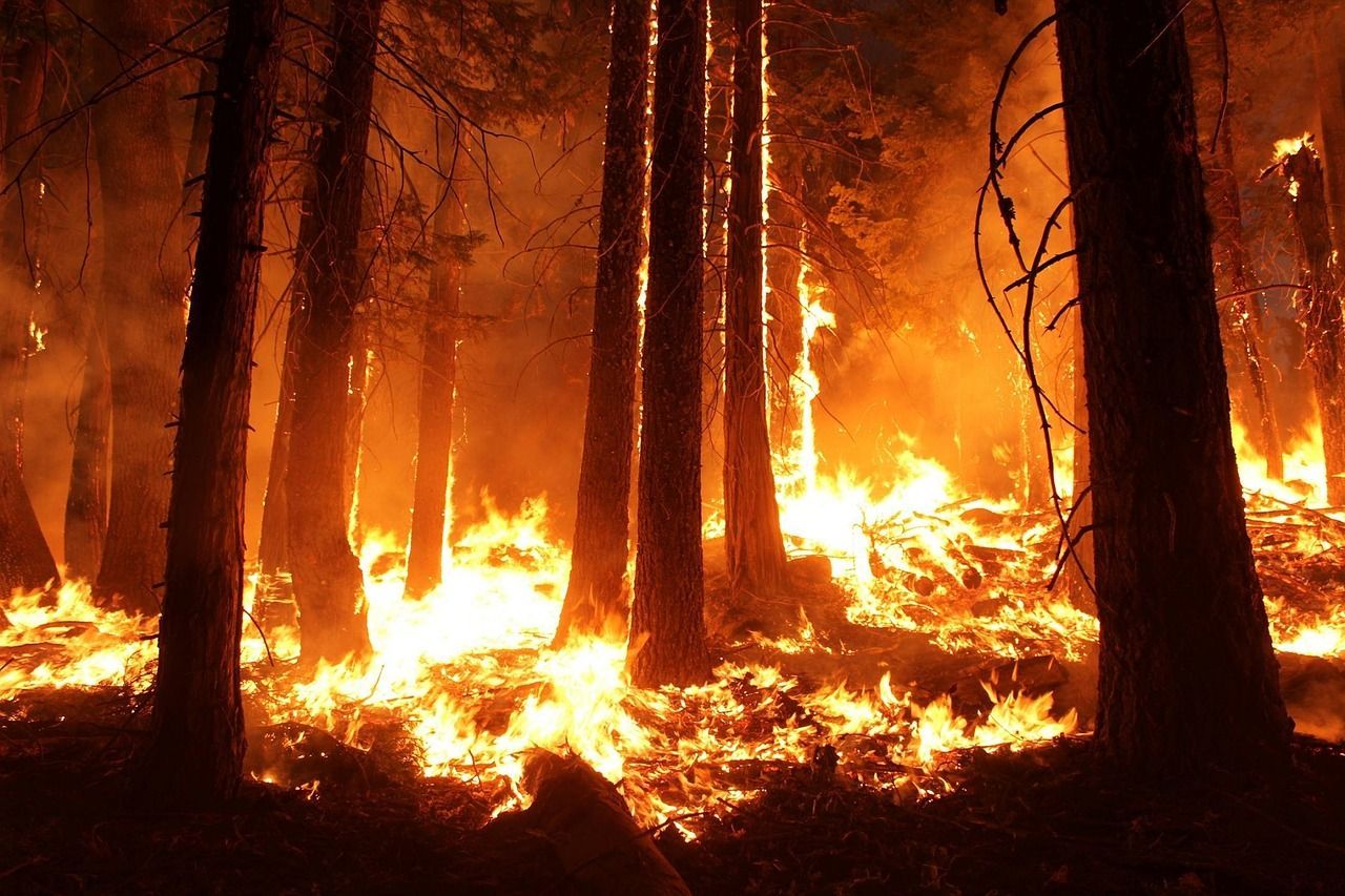 В Новосибирске в апреле произошло 647 пожаров