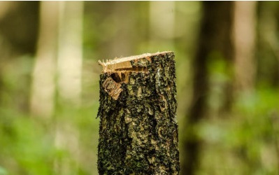 В Бердске вырубят свыше 40 деревьев