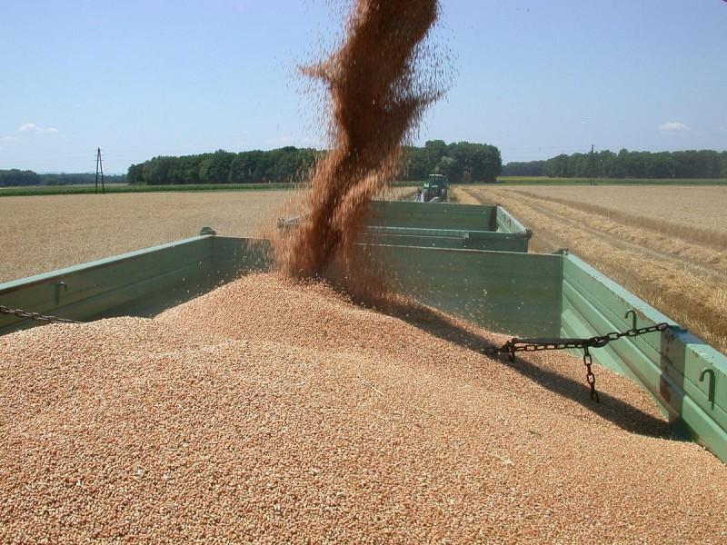 Экспорт зерновых из Новосибирской области увеличился в 2,8 раза