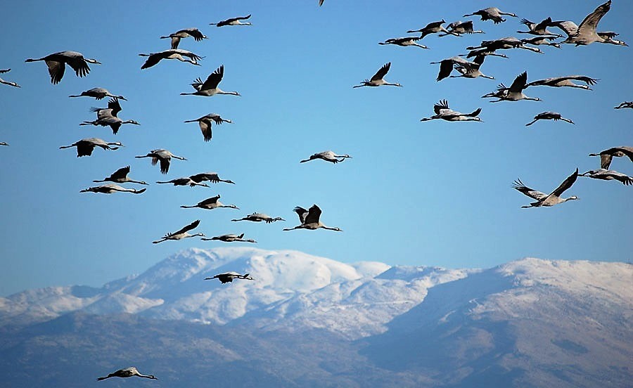 птицы Кавказ