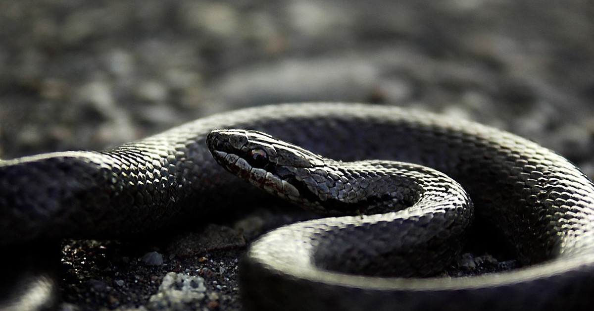 Snakes in Yosemite