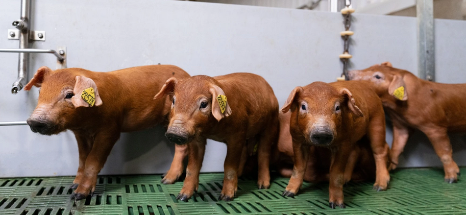 Генетический потенциал животных в «Сибагро» оценивают с помощью «умных» технологий