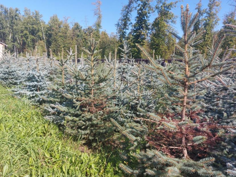 По нацпроекту в Новосибирской области заготовят 2,5 тонн семян лесных растений