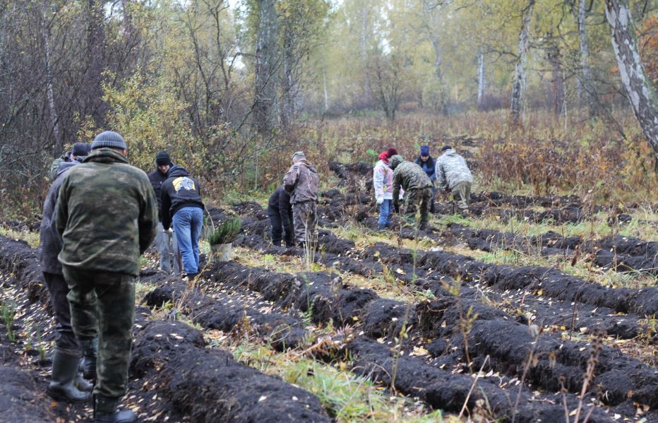 В Тогучинском районе посадили 12 тысяч саженцев лиственницы