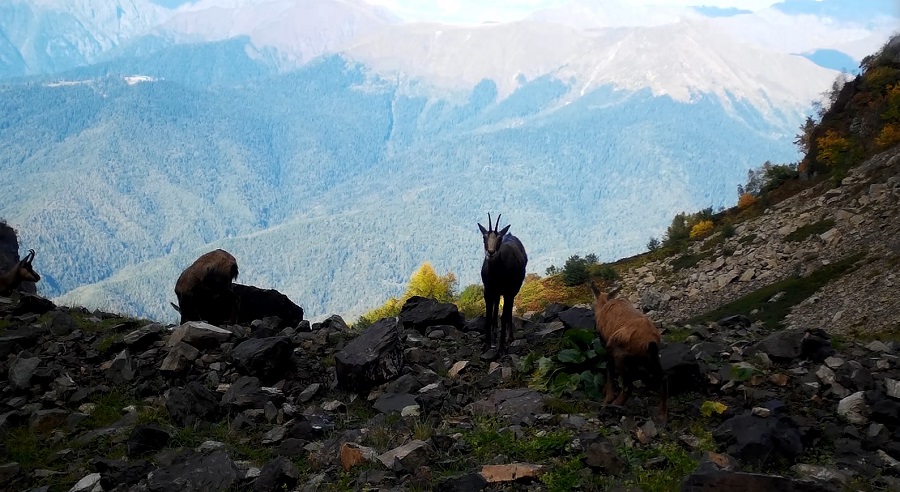 На «Роза Хутор» заботятся о биоразнообразии в горах