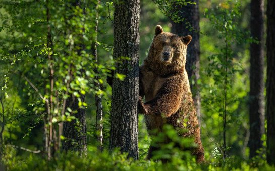 В шести районах Новосибирской области обитают опасные медведи