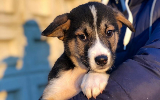Мобилизованные граждане могут оставить домашних животных в приютах Новосибирской области