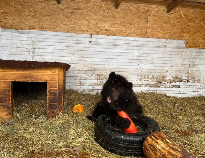 Спасенных в Новосибирской области медвежат отправили на реабилитацию в Ленинградскую область