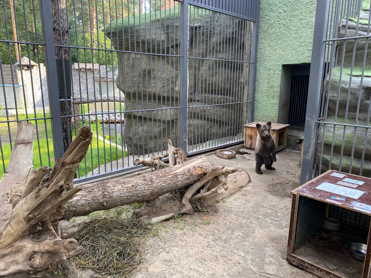 Медвежонок из Новосибирского зоопарка обрел новый дом в Ленинградской области
