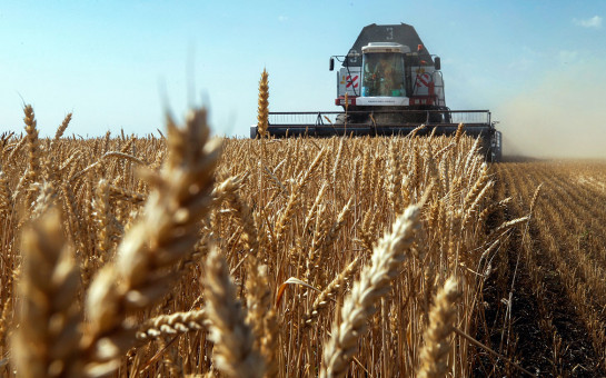В регионе урожай зерна превысил прогнозы – собрано более 3 млн тонн